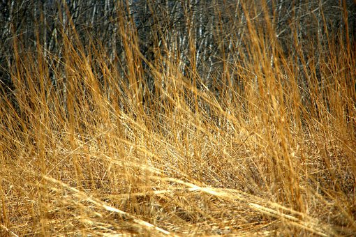 Free Field Wheat photo and picture