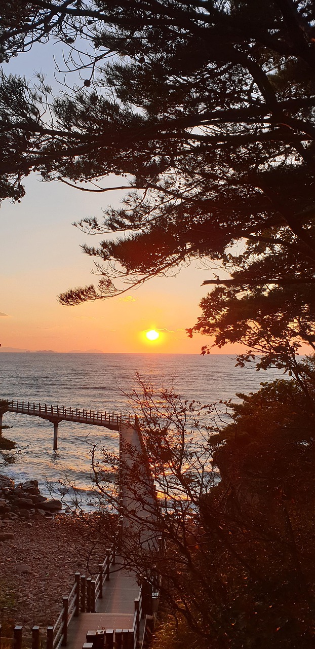 Puesta Del Sol Oceano Pino - Foto gratis en Pixabay - Pixabay