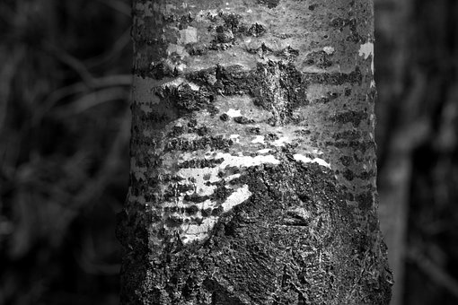 Free Tree Greyscale photo and picture