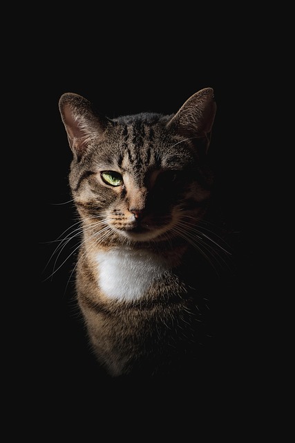 Free Cat Animals photo and picture