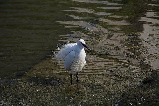 Egret, Dyreliv, Sø, Dyr, Natur, Fugl