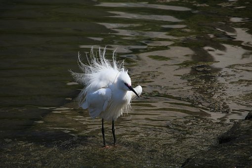 Egret, Dyreliv, Sø, Dyr, Natur, Fugl