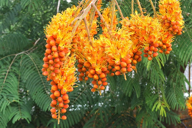 Tropický, Ovocie, Exotické, Oranžová