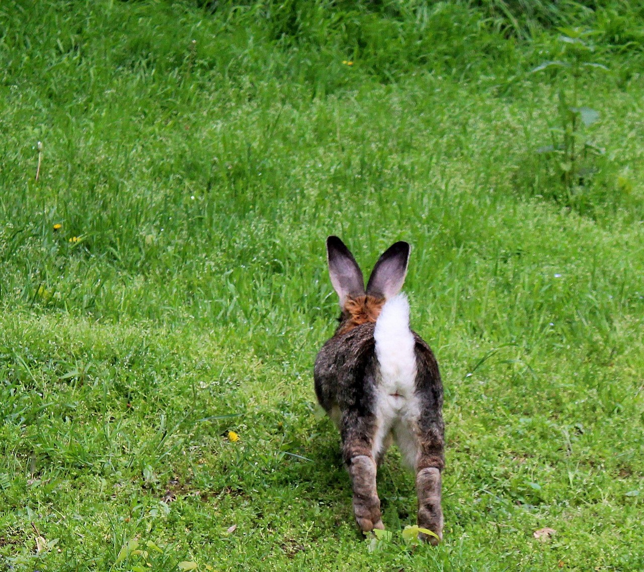 Kaninchen Hase Lustige - Kostenloses Foto auf Pixabay - Pixabay