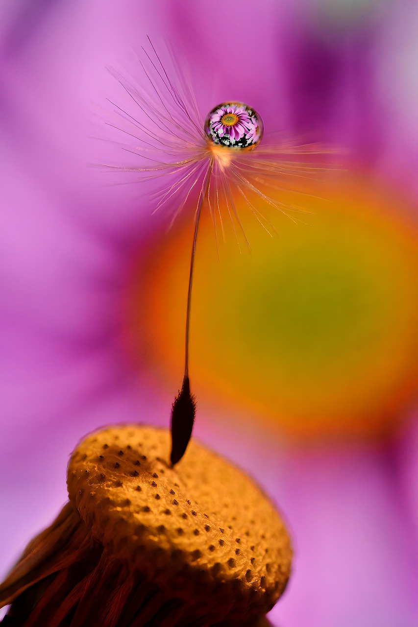 Flower Drop Flora Free photo on Pixabay Pixabay