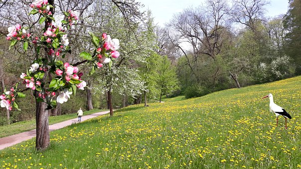 Free Spring Apple Blossom illustration and picture