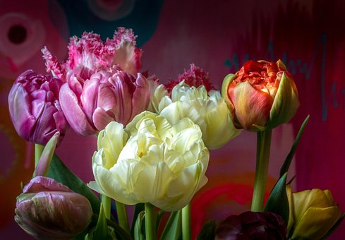 Tulipanes, Flores, Papel Pintado Floral