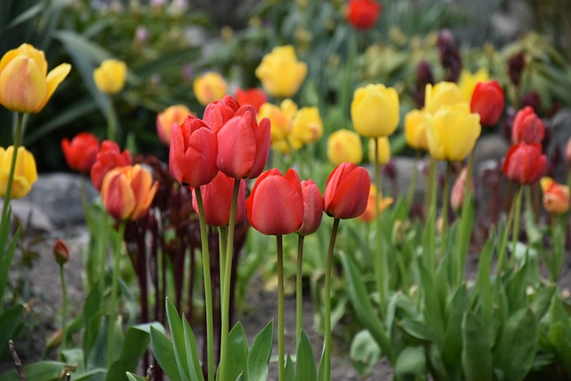kukka-tulppaani-luonto-ilmainen-valokuva-pixabayssa-pixabay