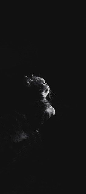 Free Cat Black photo and picture