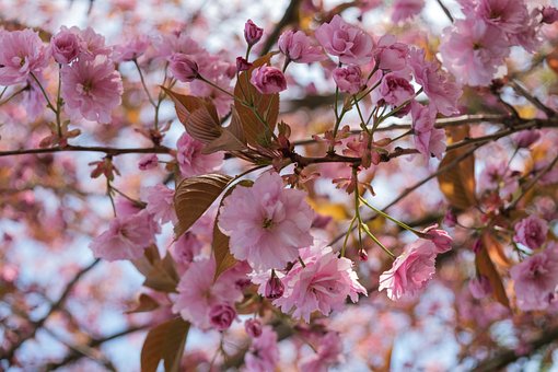 Kirschblüten, Pinke Blumen, Blumen