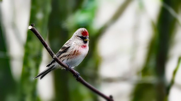 Free Lesser Redpoll Bird photo and picture
