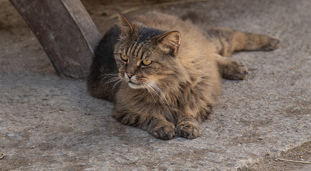 Katze, Hof, Katzen, Haustier, Hauskatze