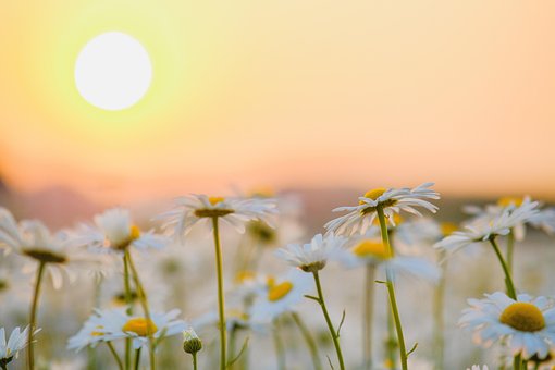 Free Daisy Flowers photo and picture