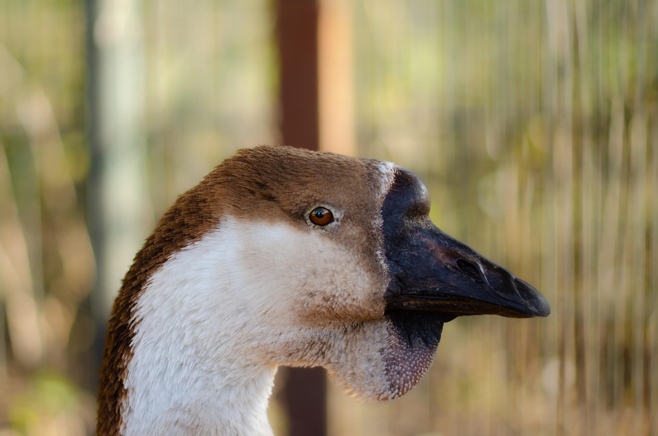 Goose Nature Bird Petting Free photo on Pixabay Pixabay