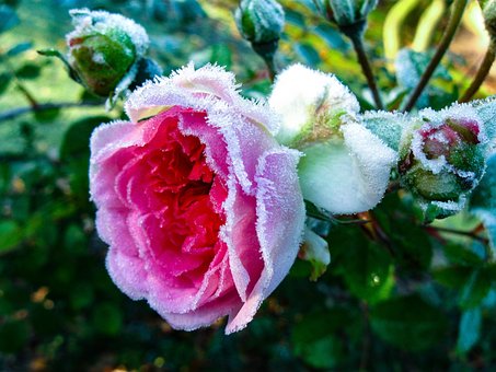 Free Winter Ice Cream photo and picture