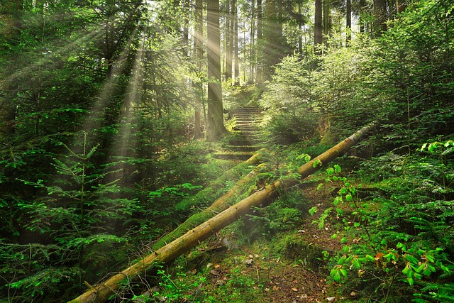 Pădure, Scări, Pădurea Palatinat