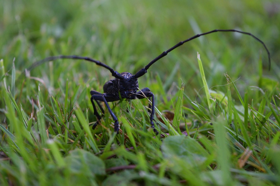 Marmor Insect 陶瓷宝石 性质 Bug - Pixabay上的免费照片