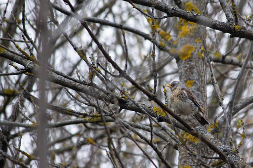 Free Bird Nature photo and picture