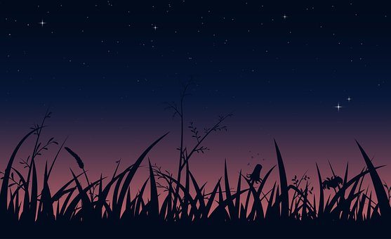 Nacht, Gras, Wiese, Silhouette, Feld