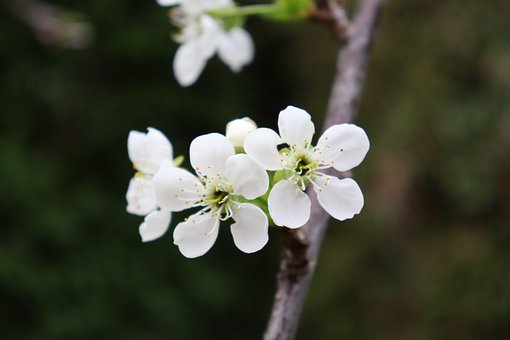 Free Petals Blossom illustration and picture