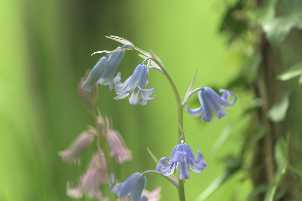 Ringtones Bluebell Blue - Free photo on Pixabay