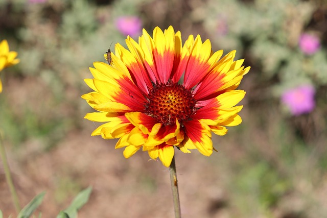 Cheeky Flower To Bloom - Free photo on Pixabay