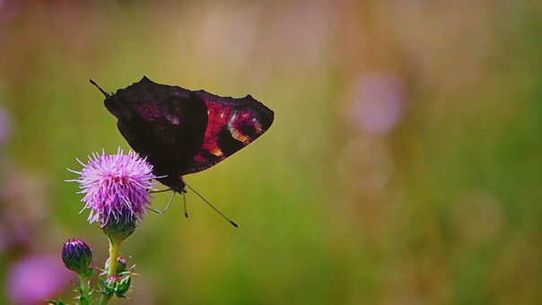 Free Backlit Peacock photo and picture