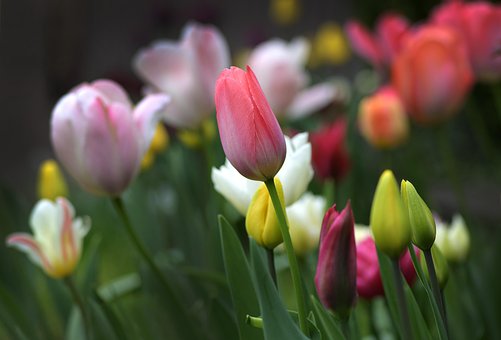 Download free HD stock image of Tulips Flowers Free tulips flowers beautiful flowers illustration