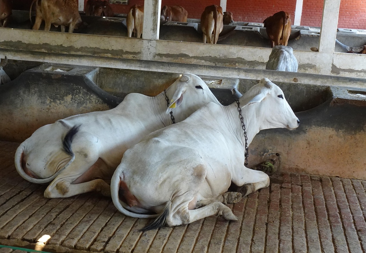 Sapi Astaga Susu Tanah - Foto gratis di Pixabay - Pixabay