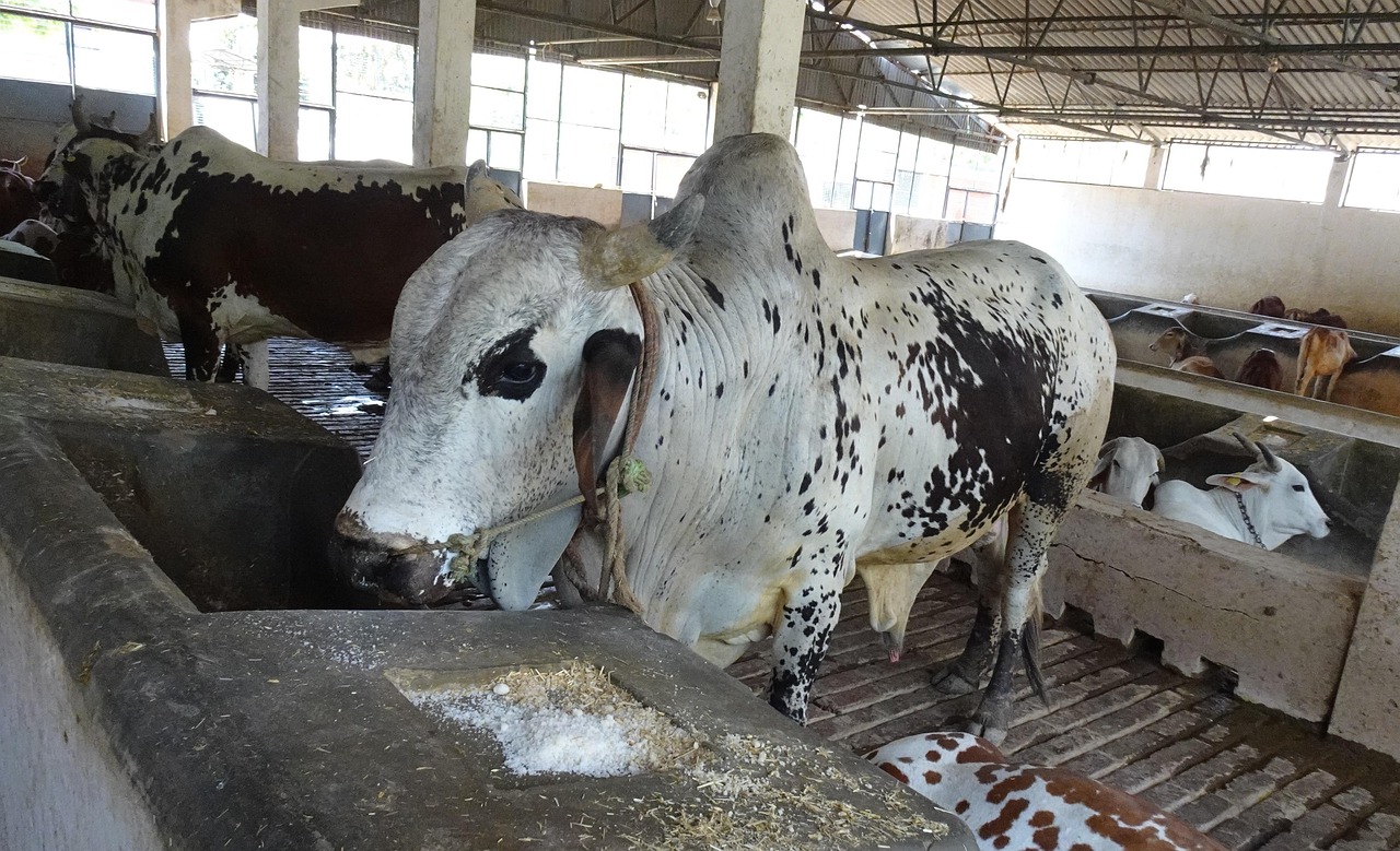 Sapi Astaga Susu Tanah - Foto gratis di Pixabay - Pixabay
