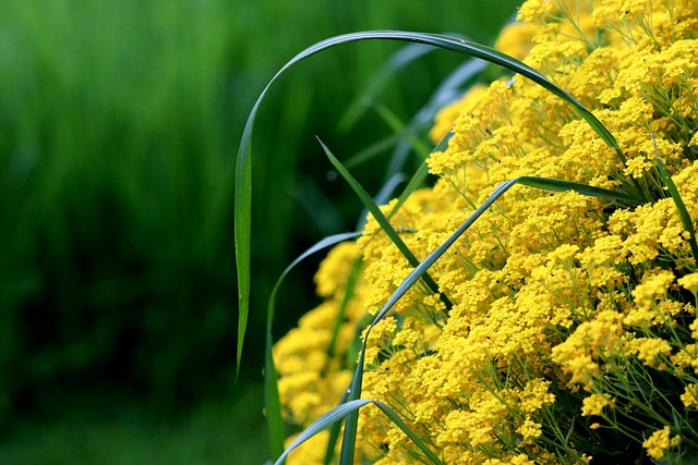 Free Alyssum Montanum Yellow Flowers photo and picture
