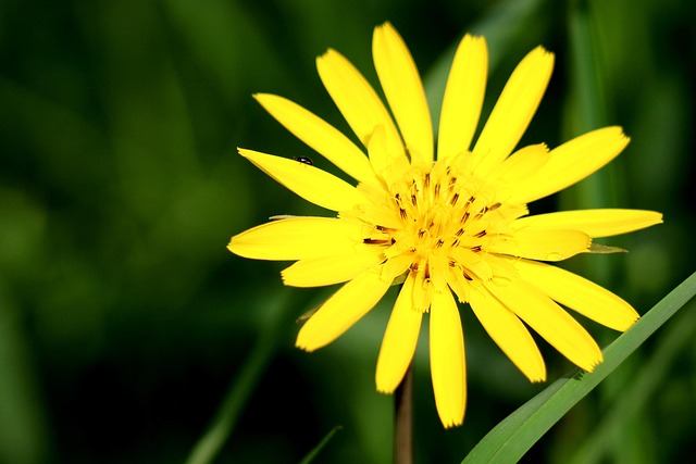 Free Meadow Salsify Yellow Flower photo and picture