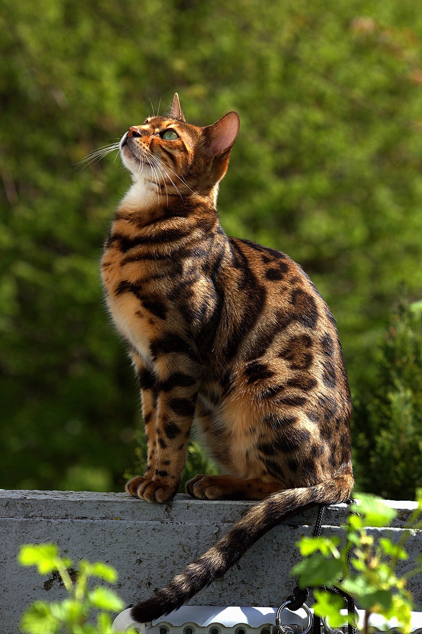 200 Free Bengalkatze Querformat Bengal Cat Images Pixabay