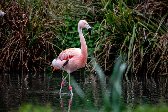 Free Flamingo Bird photo and picture