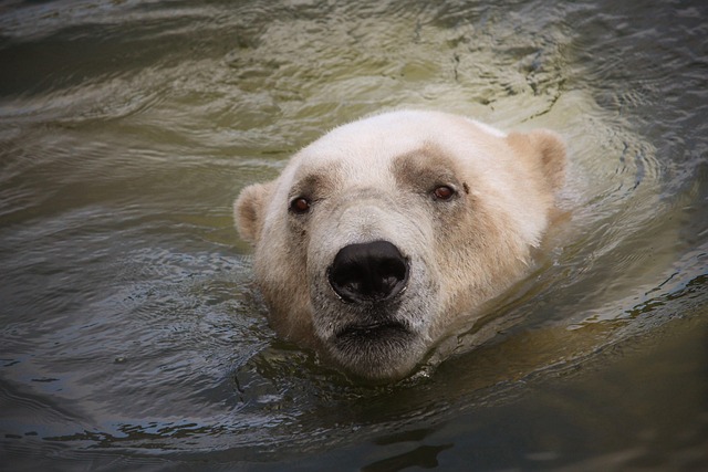 Free Polar Bear Water photo and picture