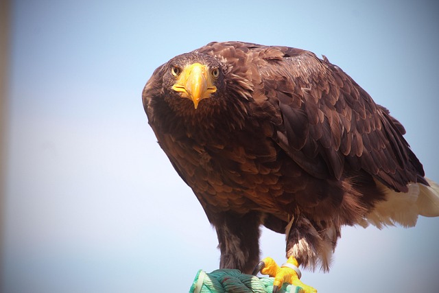Free Eagle Animals photo and picture
