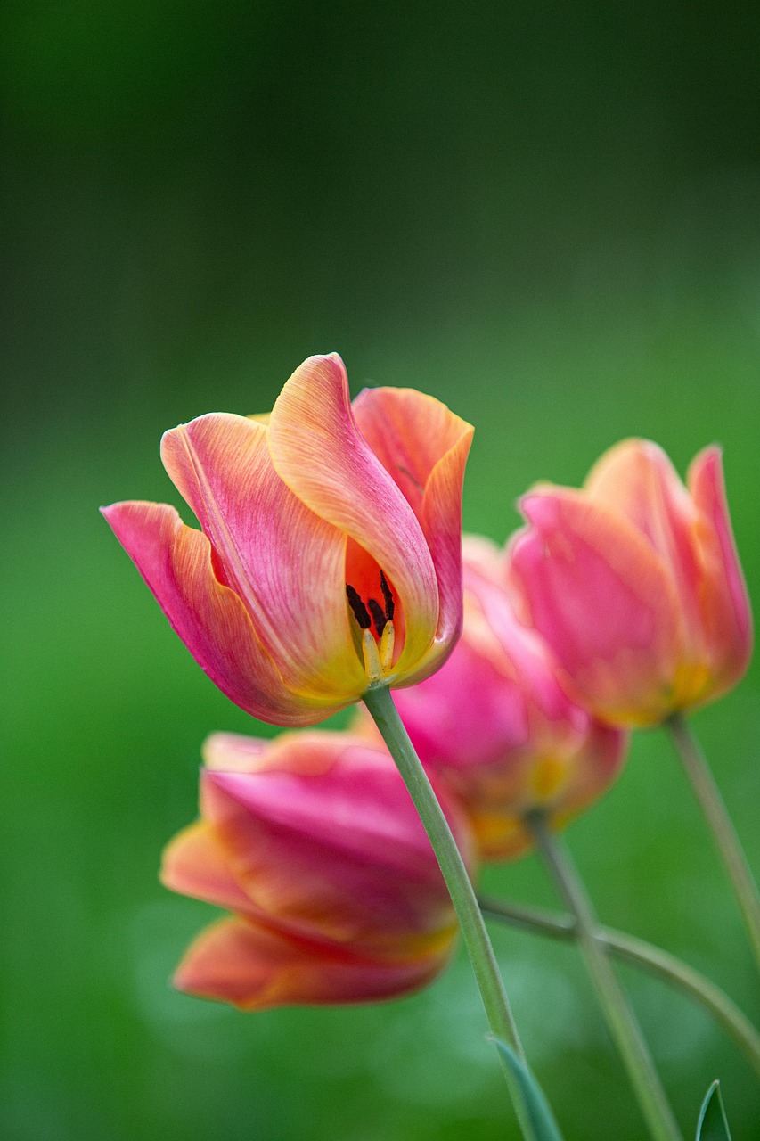 Tulips Flowers Pink Floral Free photo on Pixabay Pixabay