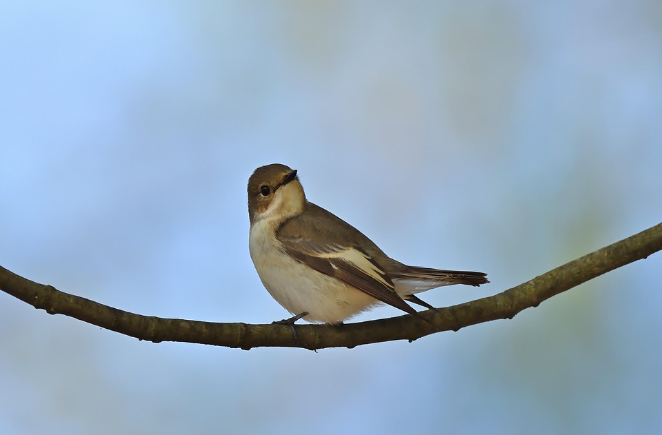 Bird Pied Flycatcher Songbird - Free photo on Pixabay