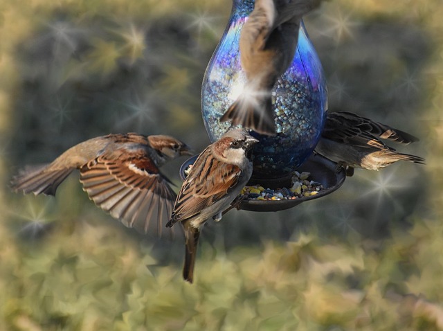 Free Sparrows Wildlife photo and picture