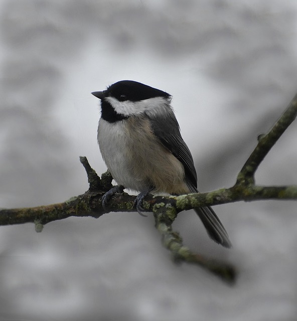 Free Titmouse Bird photo and picture