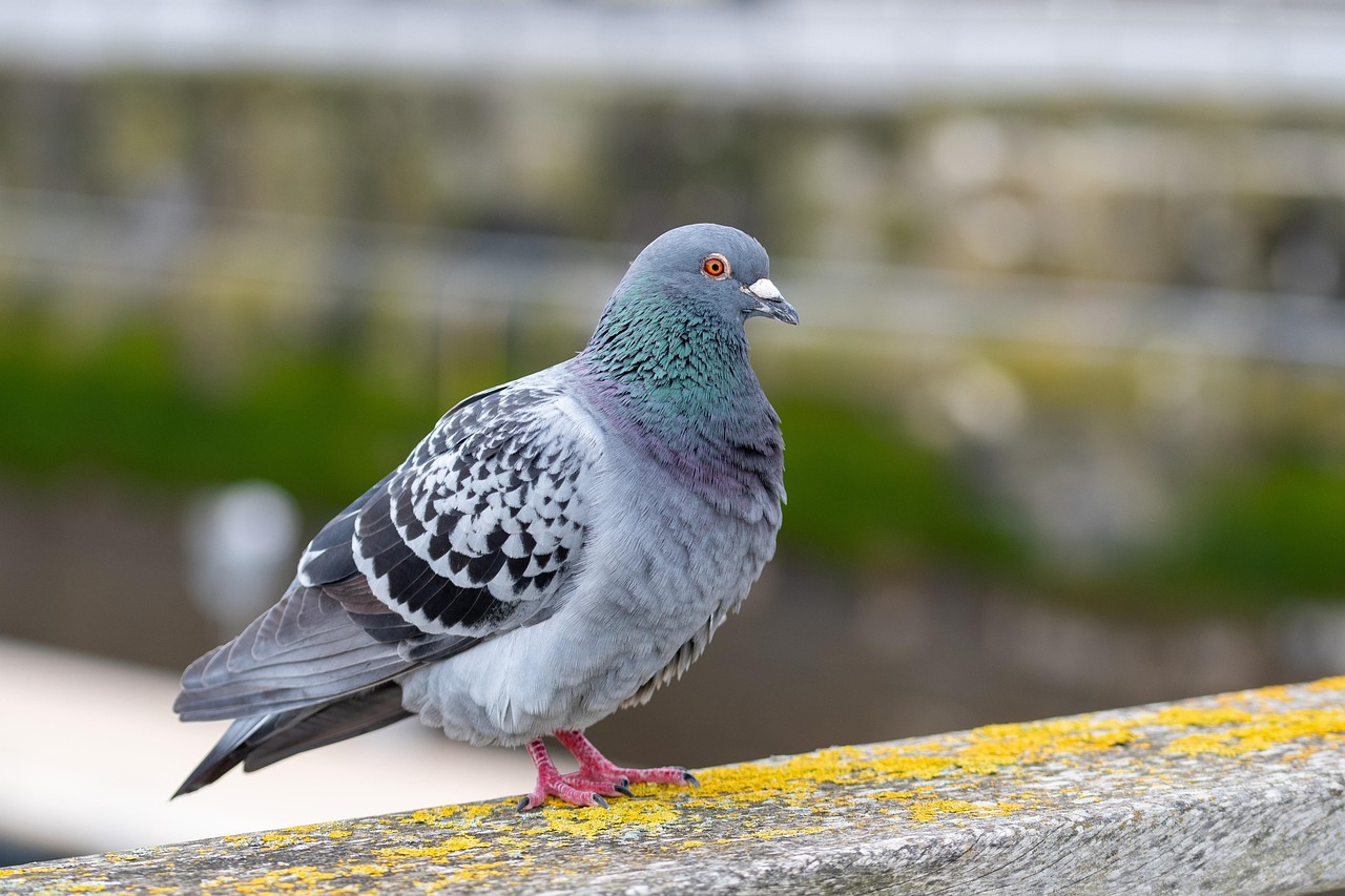 300 000 Free Pigeons Wallpaper Pigeon Images Pixabay 300 000 Free Pigeons Wallpaper Pigeon Images Pixabay