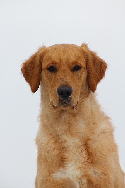 Perro, Perro Perdiguero De Oro, Nieve