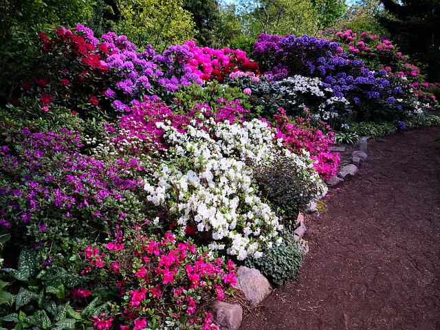 Flor, Jardín, Flores, Teñir, El Verano