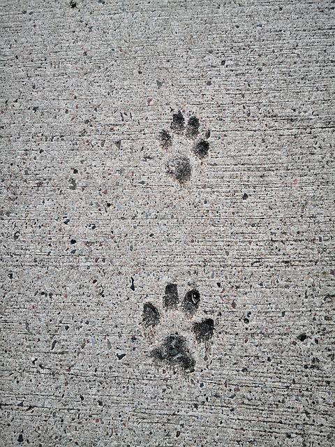 Patas, Sentido, Perro, Huellas De Garras