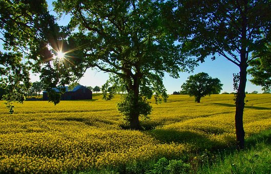 Free Oilseed Rape Agriculture photo and picture