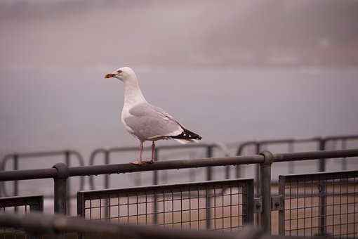 Free Gull Seaside photo and picture