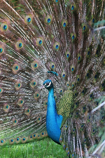 Free Nature Peacock photo and picture