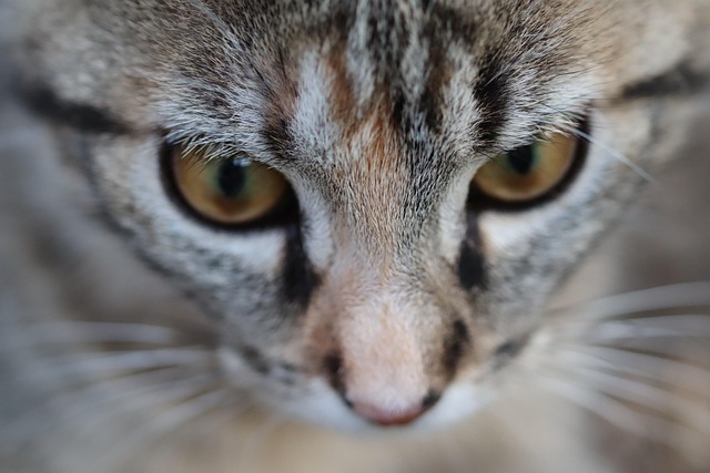 Free Cat Feline photo and picture