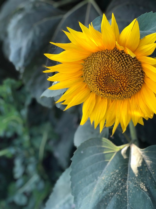 sunflower-7975504_960_720.jpg