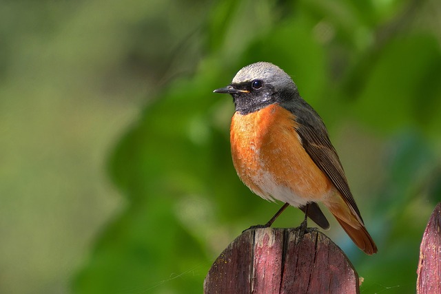 Rust Tail Bird Garden Rusty Tail - Free photo on Pixabay